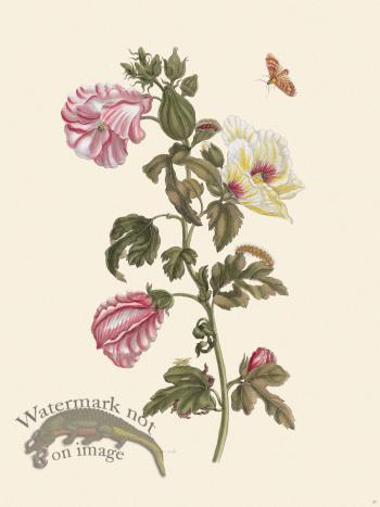 Merian Metamorphosis 37